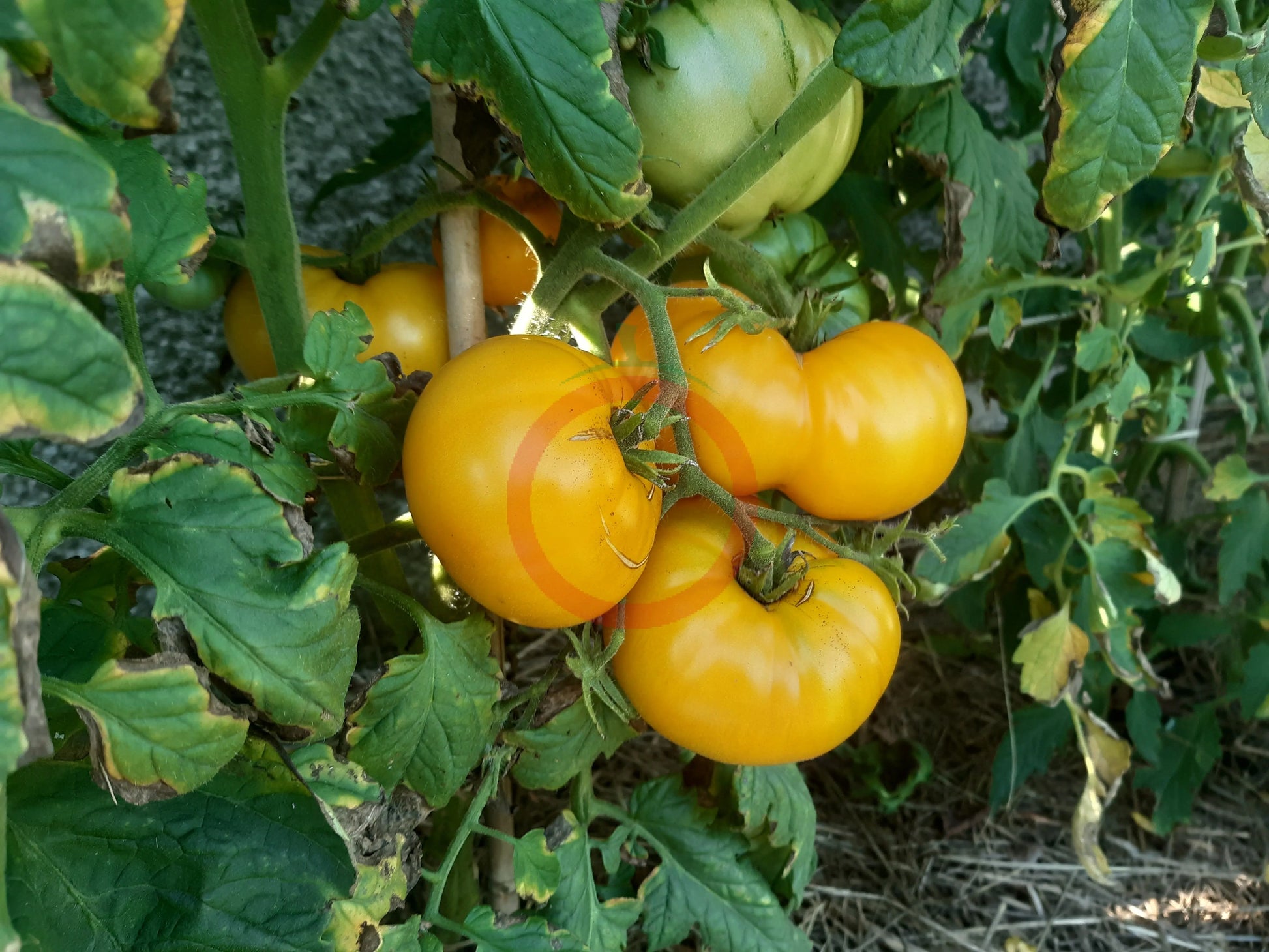 Yellow Bosnian DER TOMATENFLÜSTERER