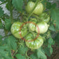 Yellow Bosnian DER TOMATENFLÜSTERER