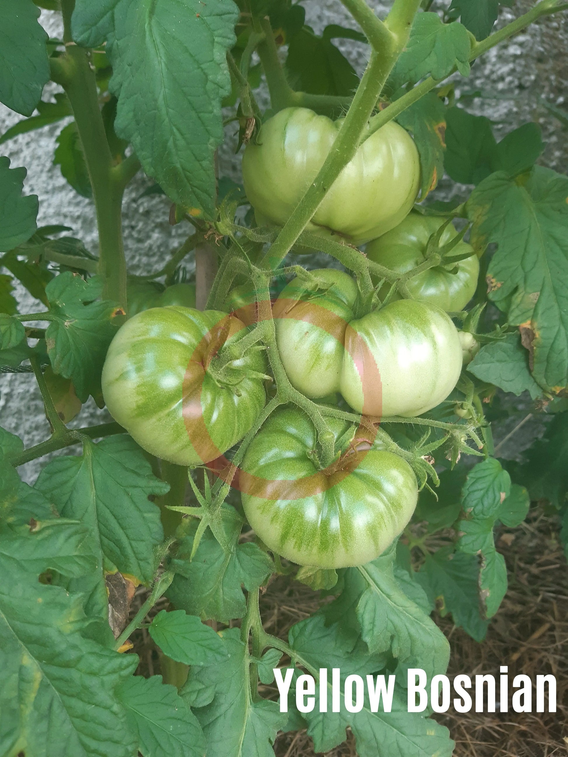 Yellow Bosnian DER TOMATENFLÜSTERER