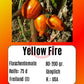 Yellow Fire DER TOMATENFLÜSTERER