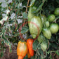 Yellow Fire DER TOMATENFLÜSTERER