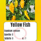 Yellow Fish DER TOMATENFLÜSTERER