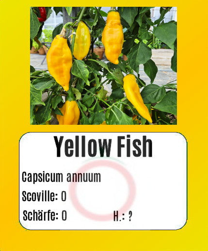 Yellow Fish DER TOMATENFLÜSTERER