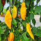 Yellow Fish DER TOMATENFLÜSTERER
