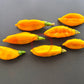 Yellow Fish DER TOMATENFLÜSTERER