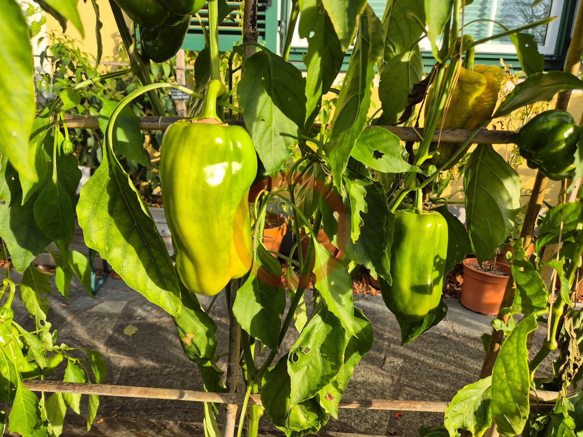 Yellow Monster DER TOMATENFLÜSTERER