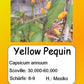 Yellow Pequin DER TOMATENFLÜSTERER