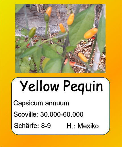 Yellow Pequin DER TOMATENFLÜSTERER