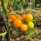 Yellow Perfection DER TOMATENFLÜSTERER