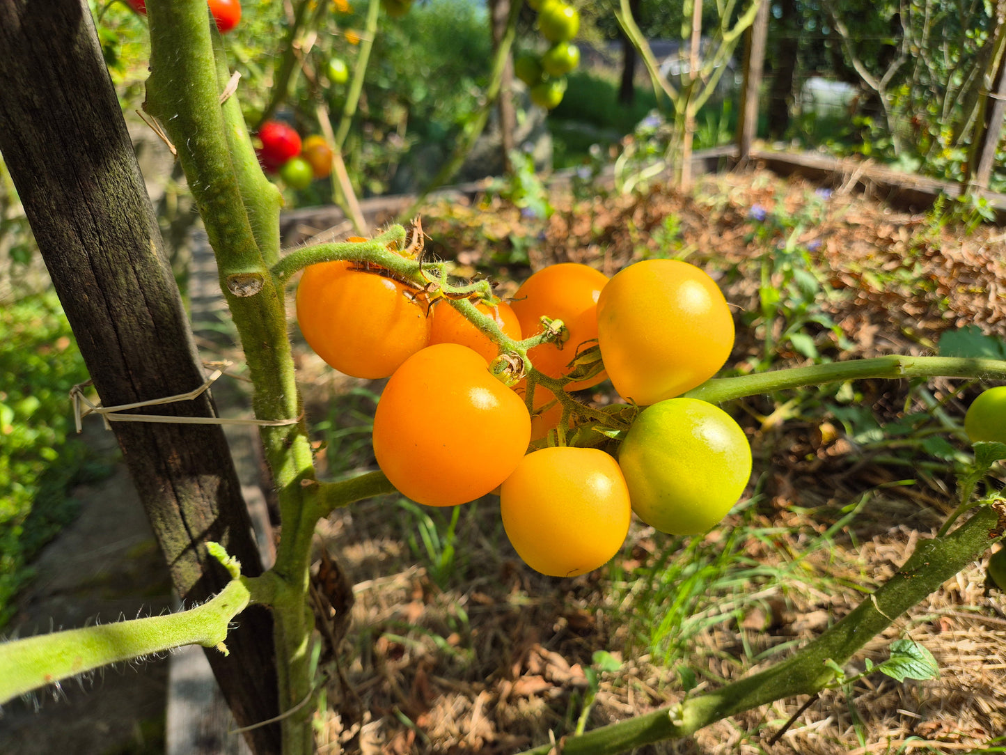 Yellow Perfection DER TOMATENFLÜSTERER