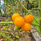 Yellow Perfection DER TOMATENFLÜSTERER