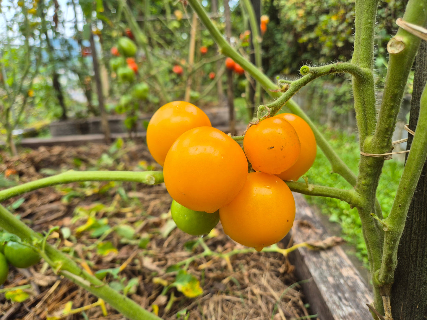 Yellow Perfection DER TOMATENFLÜSTERER