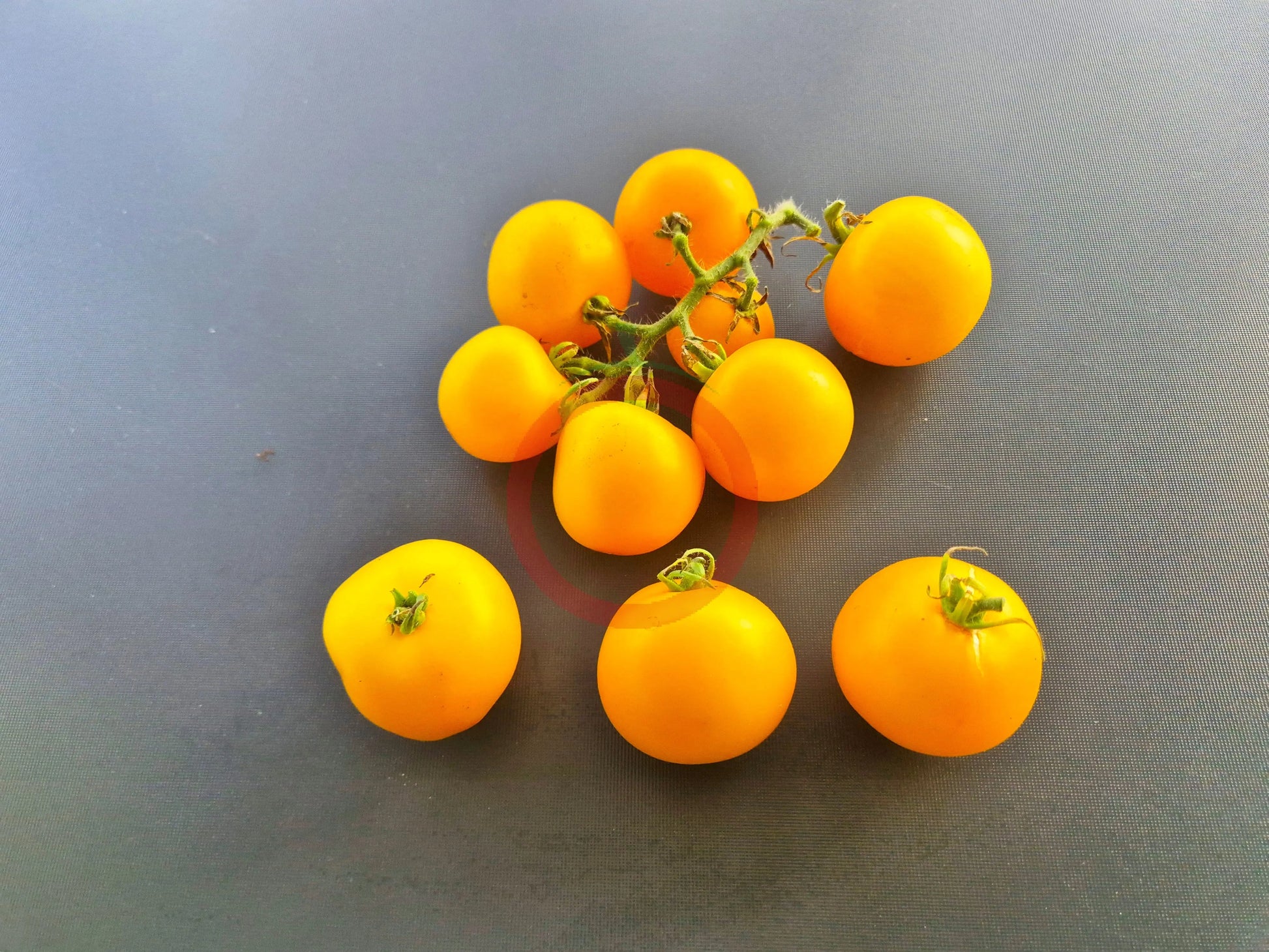 Yellow Perfection DER TOMATENFLÜSTERER