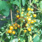 Yellow Quartz DER TOMATENFLÜSTERER