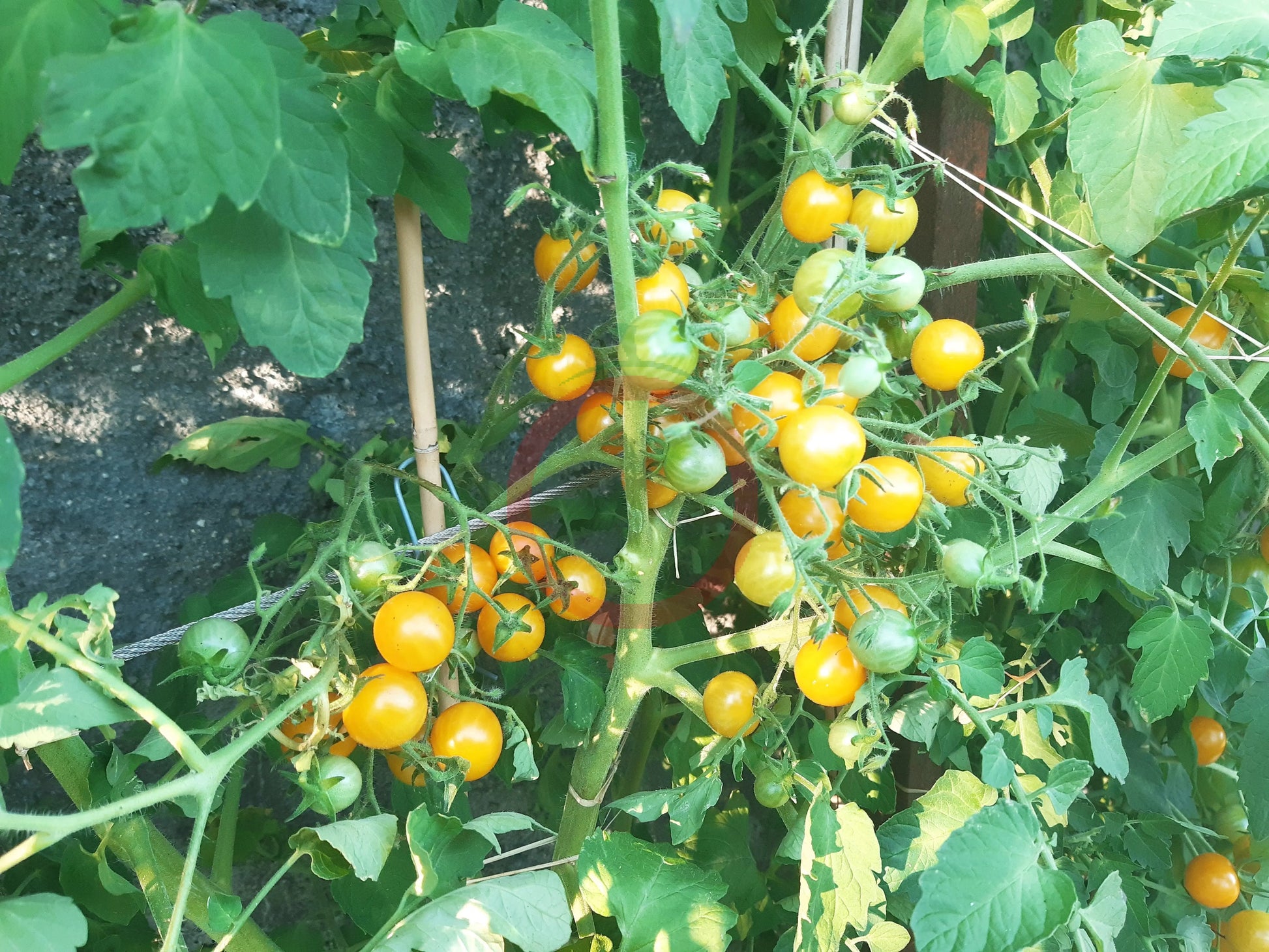 Yellow Quartz DER TOMATENFLÜSTERER