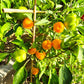 Yellow Rocket DER TOMATENFLÜSTERER