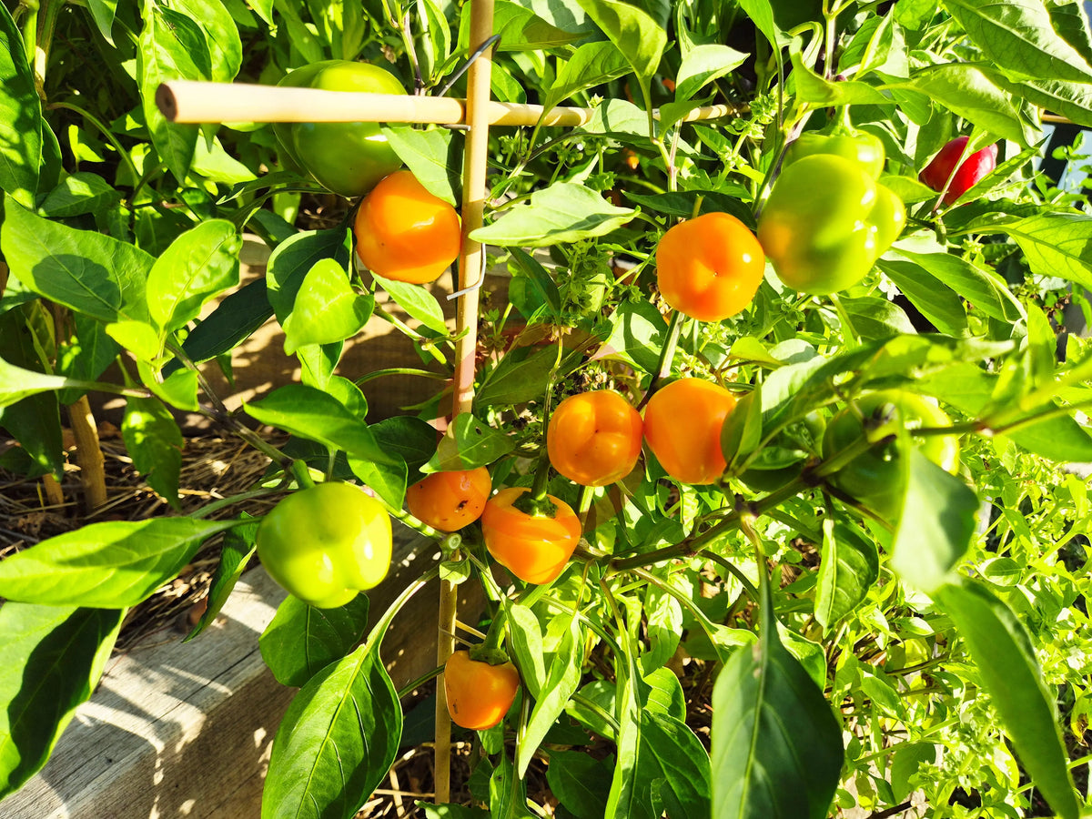 Yellow Rocket DER TOMATENFLÜSTERER