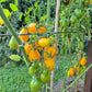 Yellow Submarine DER TOMATENFLÜSTERER