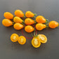 Yellow Submarine DER TOMATENFLÜSTERER