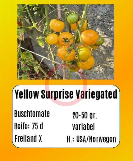 Yellow Surprise Variegated DER TOMATENFLÜSTERER