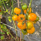 Yellow Surprise Variegated DER TOMATENFLÜSTERER