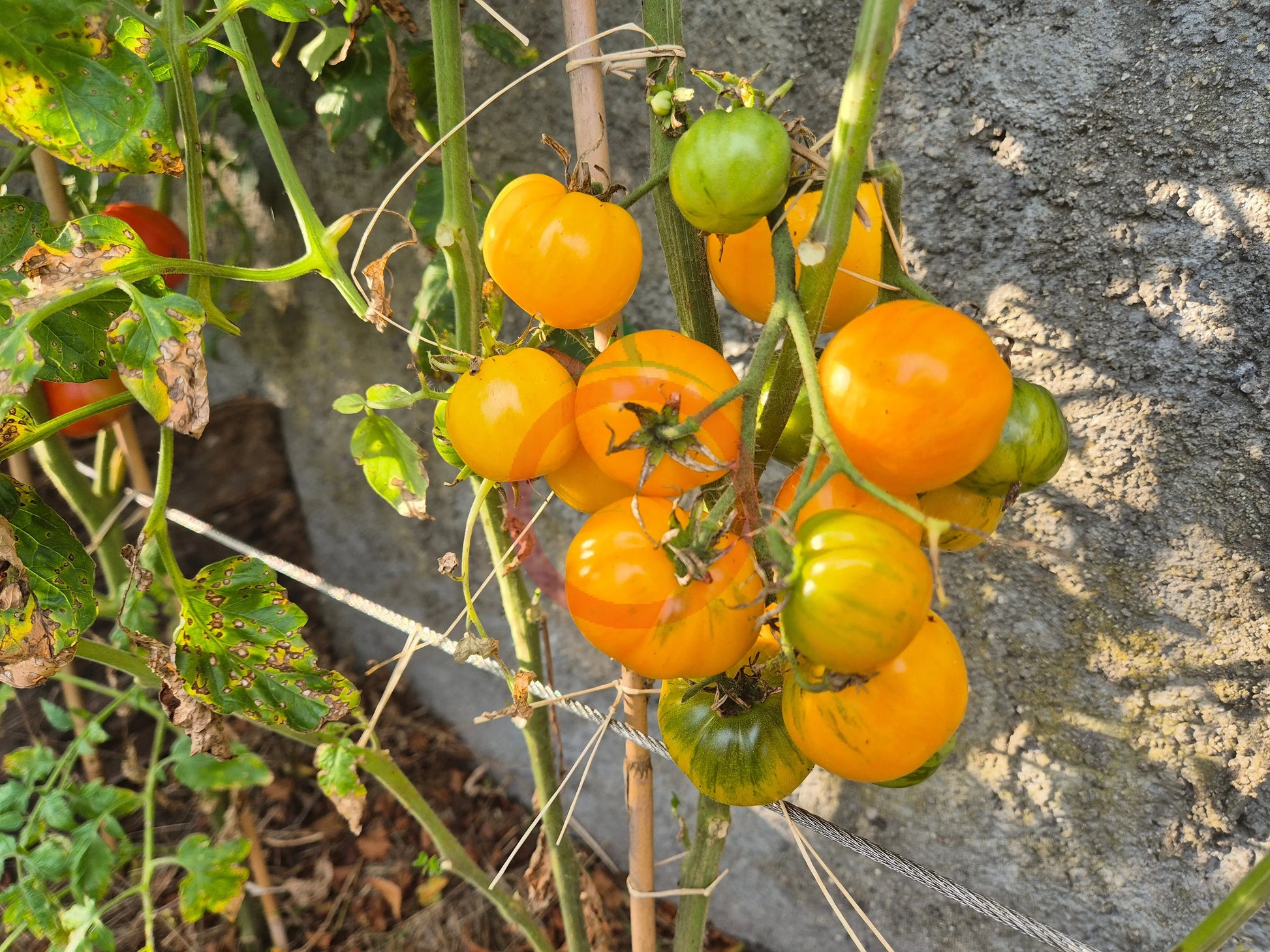 Yellow Surprise Variegated DER TOMATENFLÜSTERER