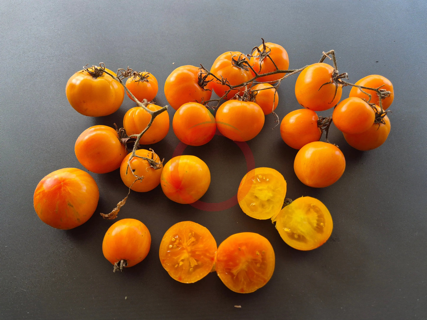 Yellow Surprise Variegated DER TOMATENFLÜSTERER