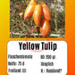 Yellow Tulip DER TOMATENFLÜSTERER