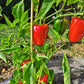 Yolo Wonder DER TOMATENFLÜSTERER