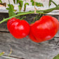 Yuri Gagarin DER TOMATENFLÜSTERER