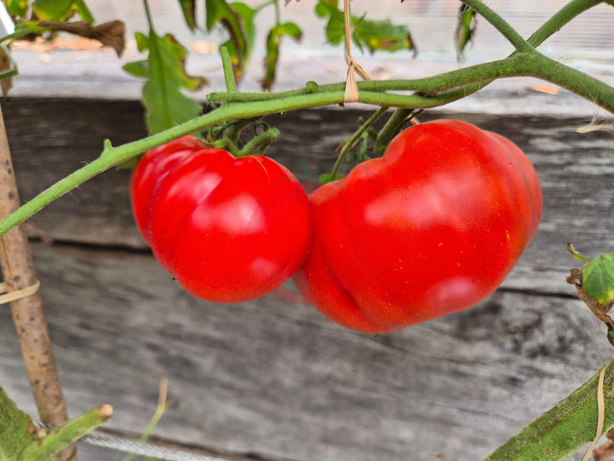Yuri Gagarin DER TOMATENFLÜSTERER