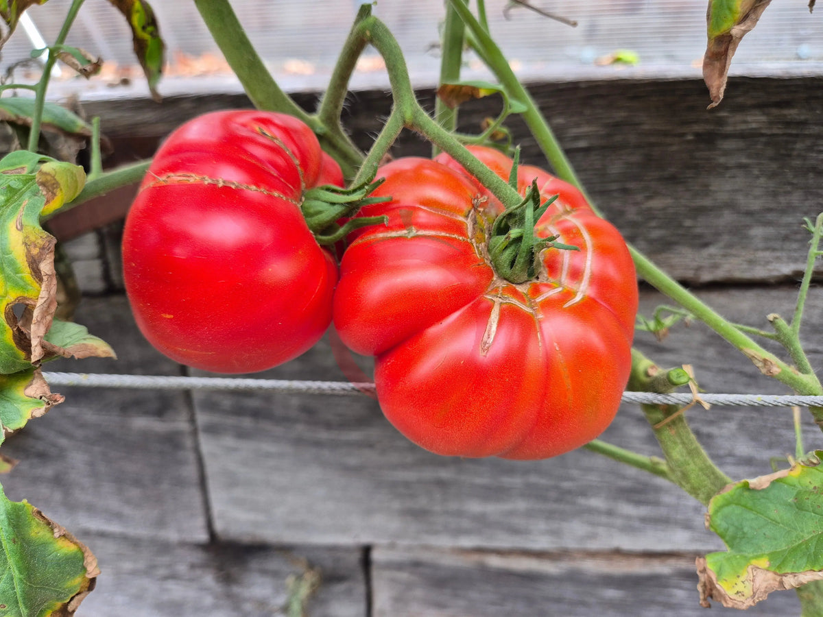 Yuri Gagarin DER TOMATENFLÜSTERER