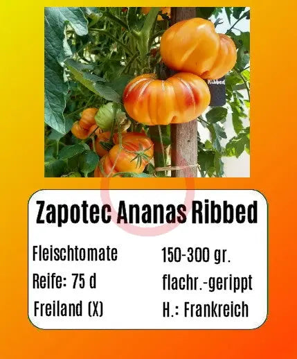 Zapotec Ananas Ribbed DER TOMATENFLÜSTERER