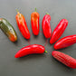 Zapotec Jalapeno DER TOMATENFLÜSTERER