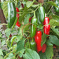 Zapotec Jalapeno DER TOMATENFLÜSTERER