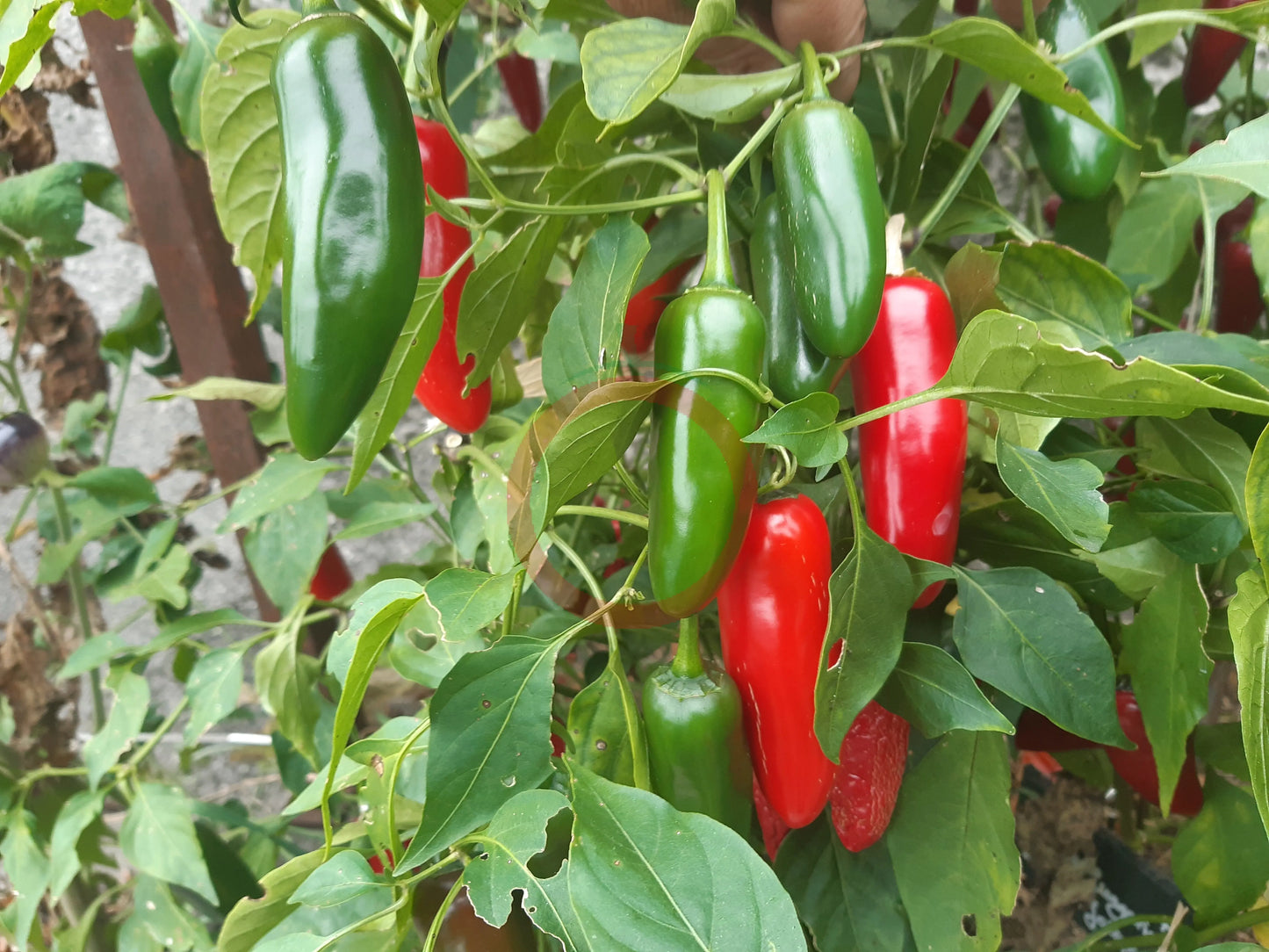 Zapotec Jalapeno DER TOMATENFLÜSTERER