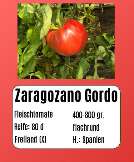 Zaragozano Gordo DER TOMATENFLÜSTERER