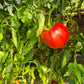 Zaragozano Gordo DER TOMATENFLÜSTERER