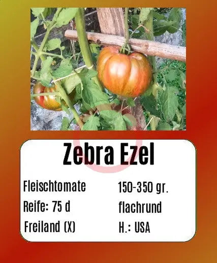 Zebra Ezel DER TOMATENFLÜSTERER