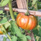 Zebra Ezel DER TOMATENFLÜSTERER
