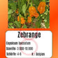 Zebrange DER TOMATENFLÜSTERER