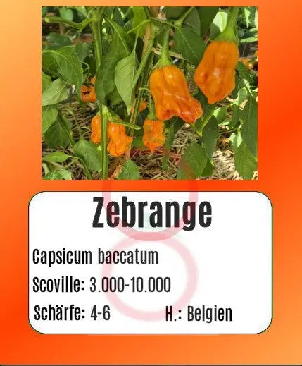 Zebrange DER TOMATENFLÜSTERER