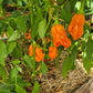 Zebrange DER TOMATENFLÜSTERER