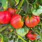 Zenas Gift DER TOMATENFLÜSTERER
