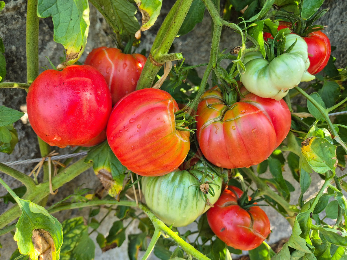 Zenas Gift DER TOMATENFLÜSTERER