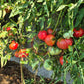 Zenas Gift DER TOMATENFLÜSTERER