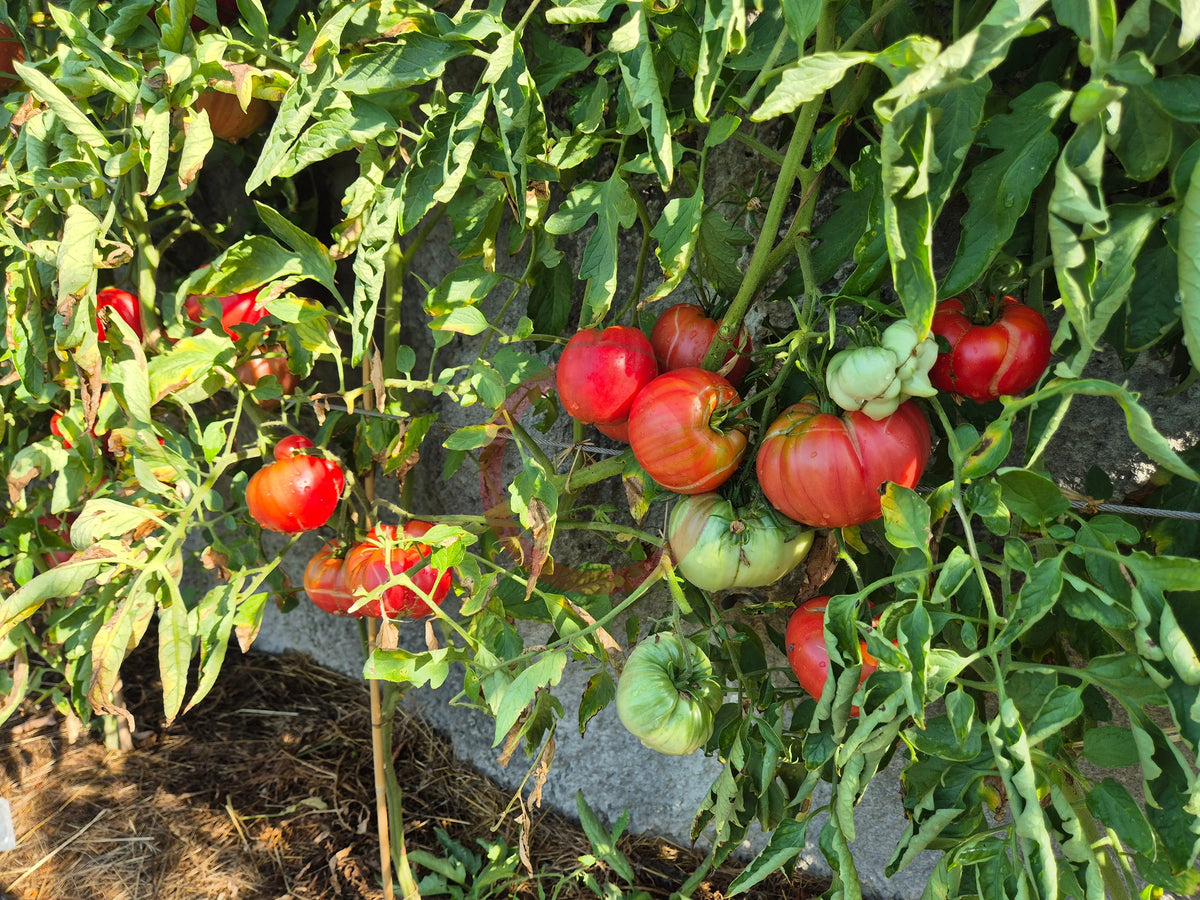 Zenas Gift DER TOMATENFLÜSTERER