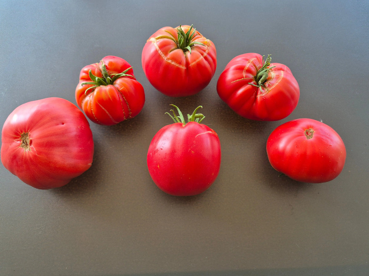 Zenas Gift DER TOMATENFLÜSTERER