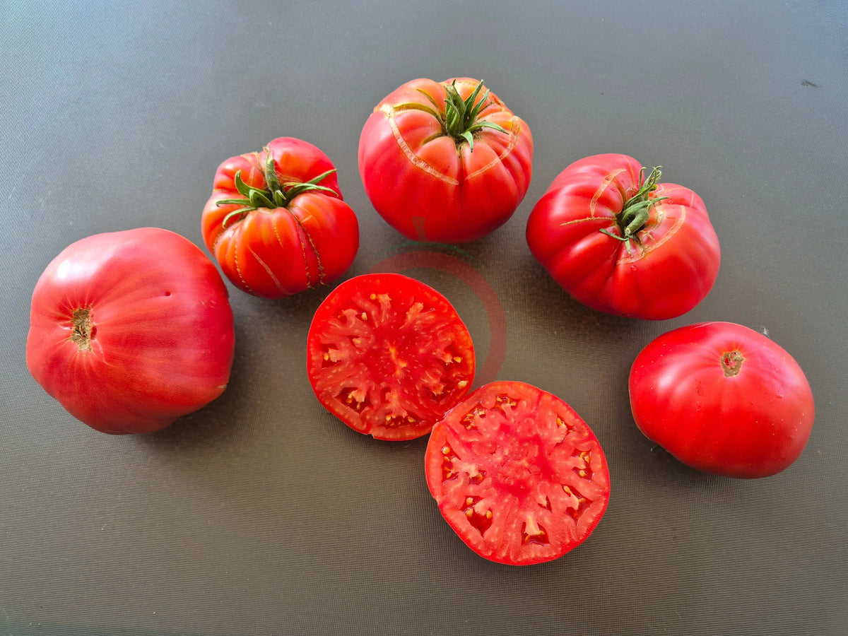 Zenas Gift DER TOMATENFLÜSTERER