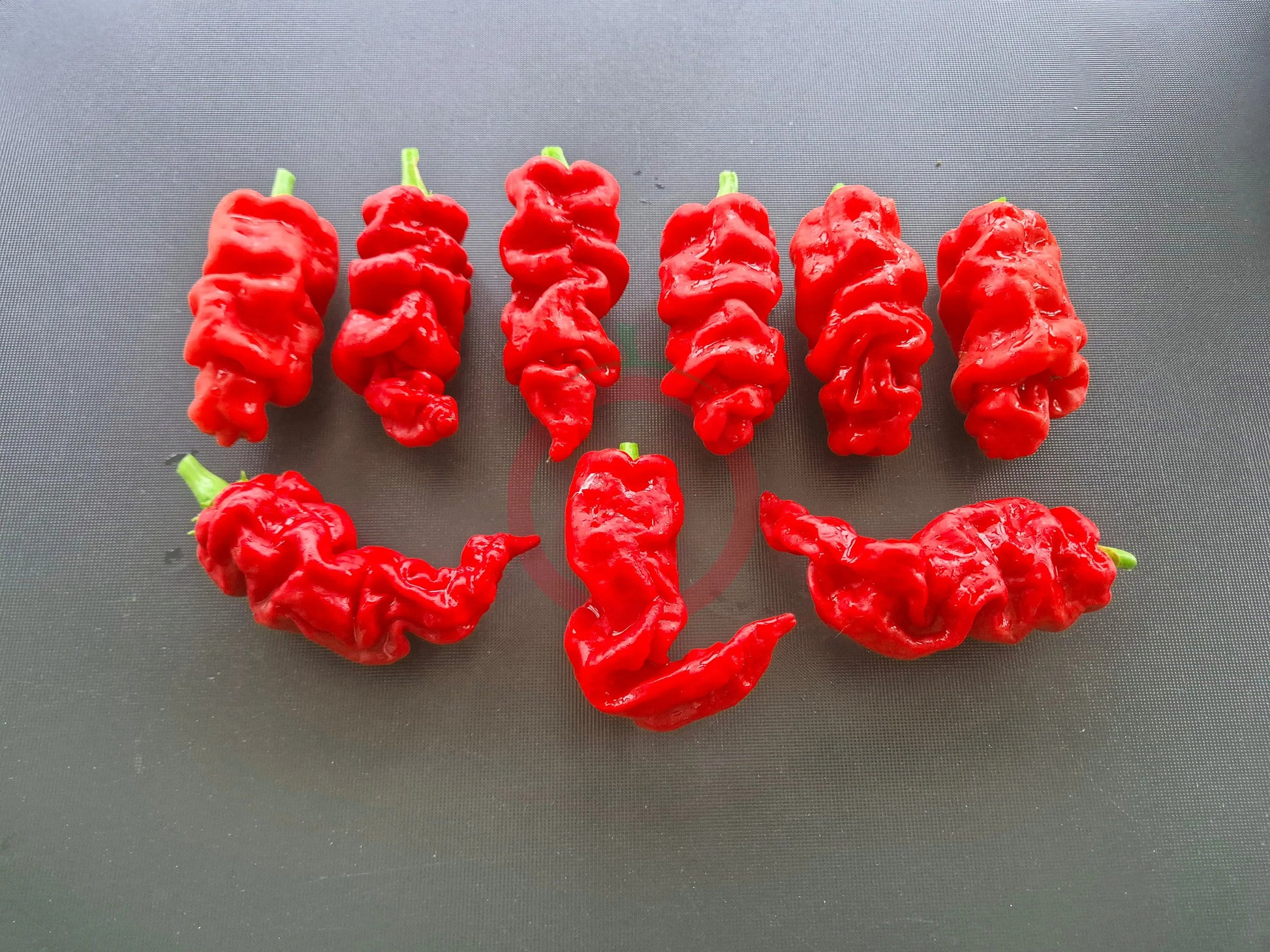 Zhou Pi La Jiao DER TOMATENFLÜSTERER